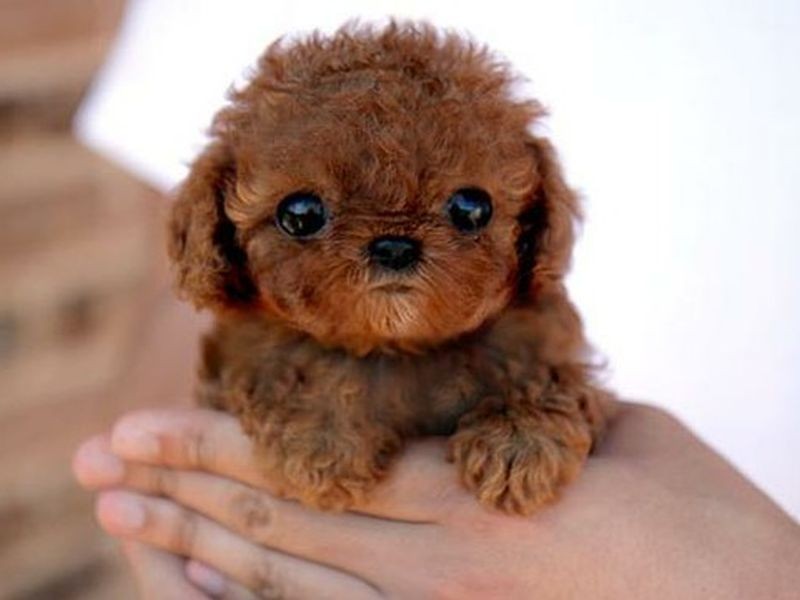 Найменші собачки у світі